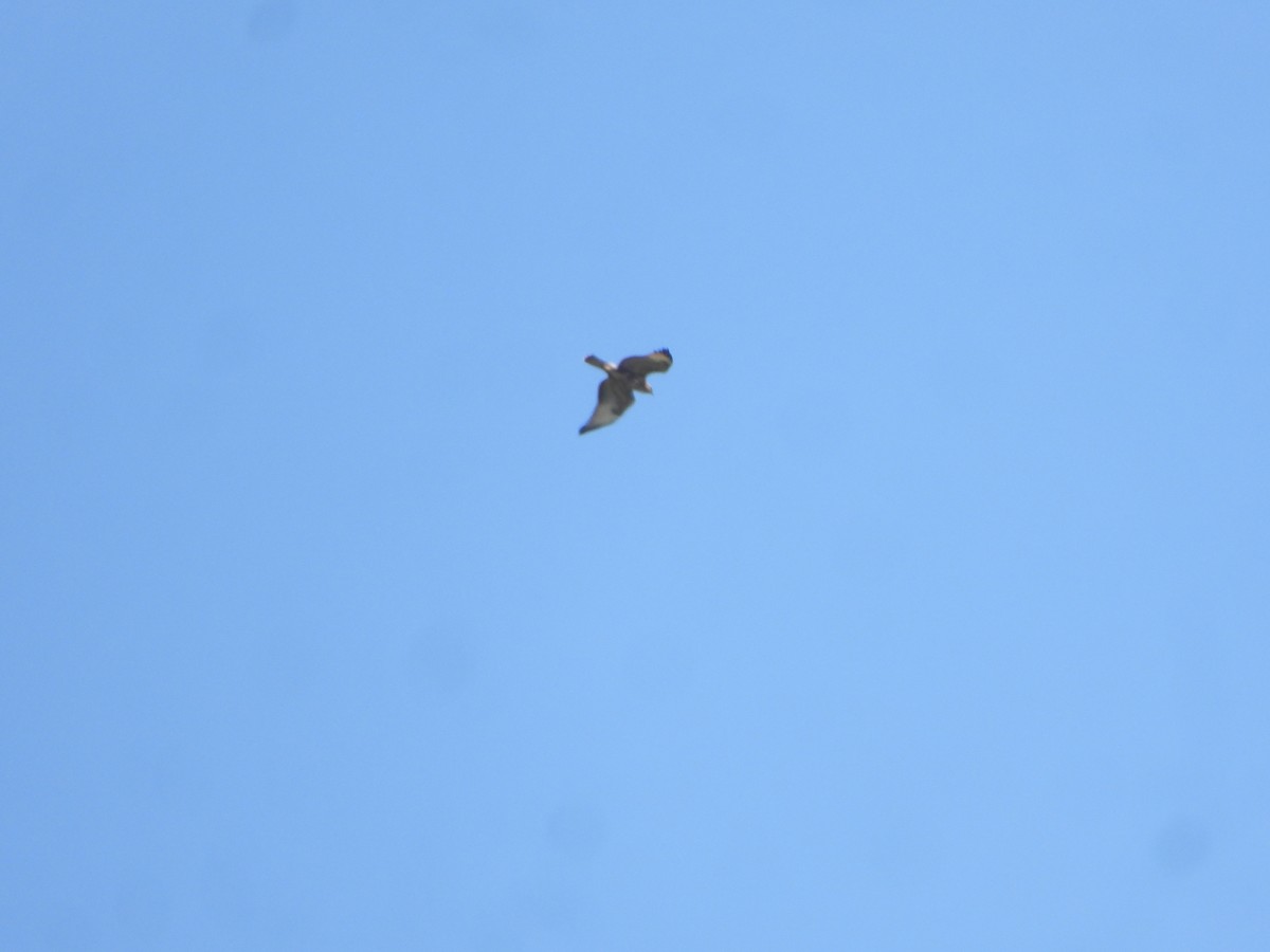 káně bělochvostá - ML647354013