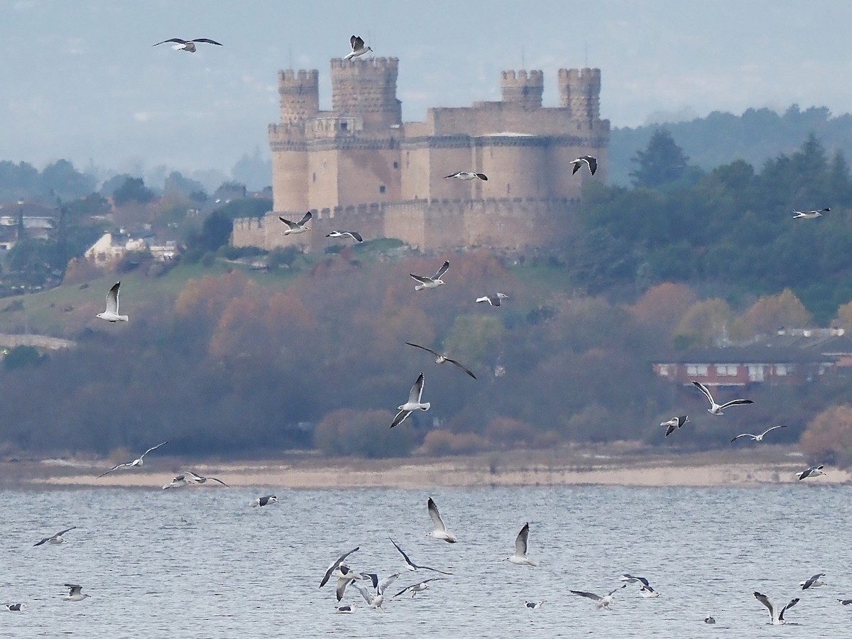 Lesser Black-backed Gull - ML647354014