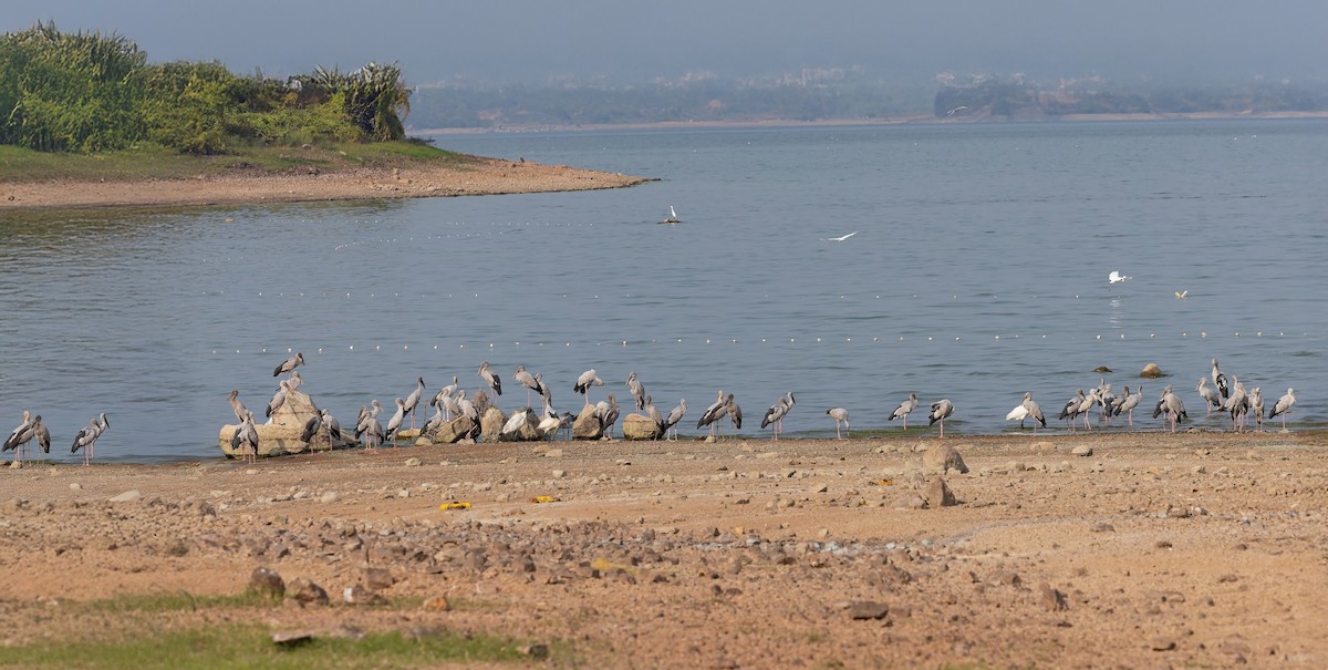 Asian Openbill - ML647354017