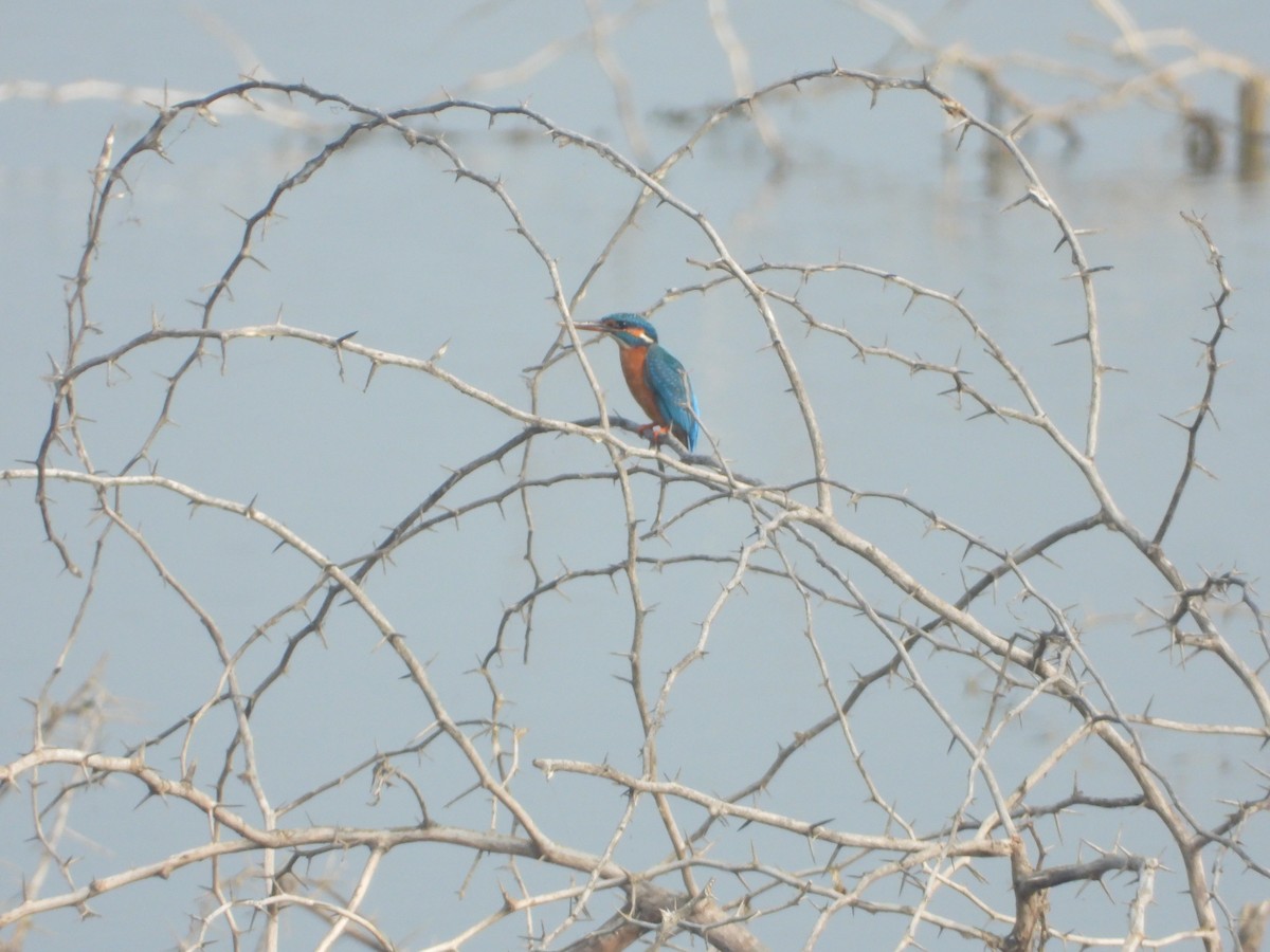 Common Kingfisher - ML647354018