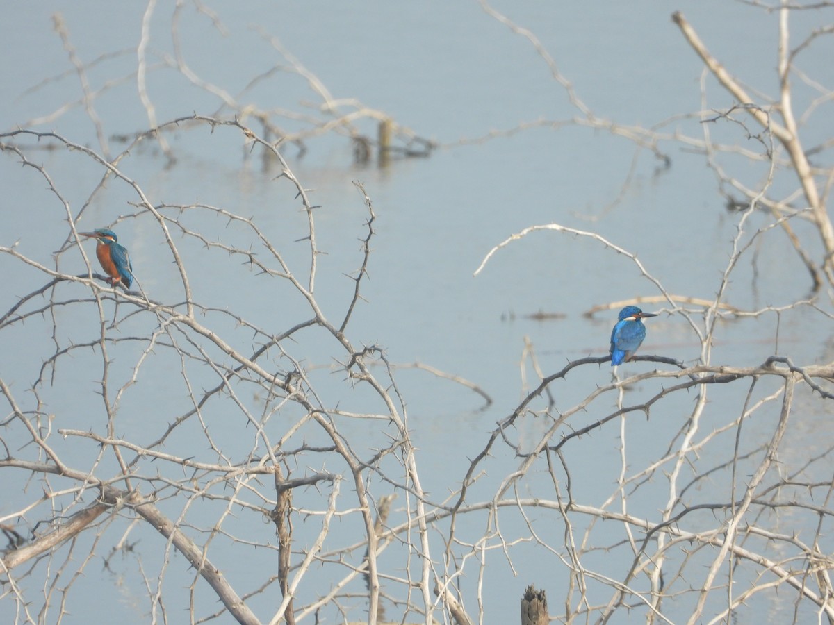 Common Kingfisher - ML647354019