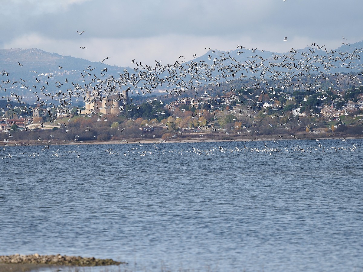 Lesser Black-backed Gull - ML647354022
