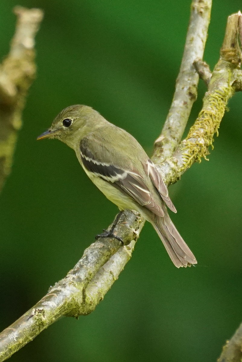 Yellow-bellied Flycatcher - ML647354027