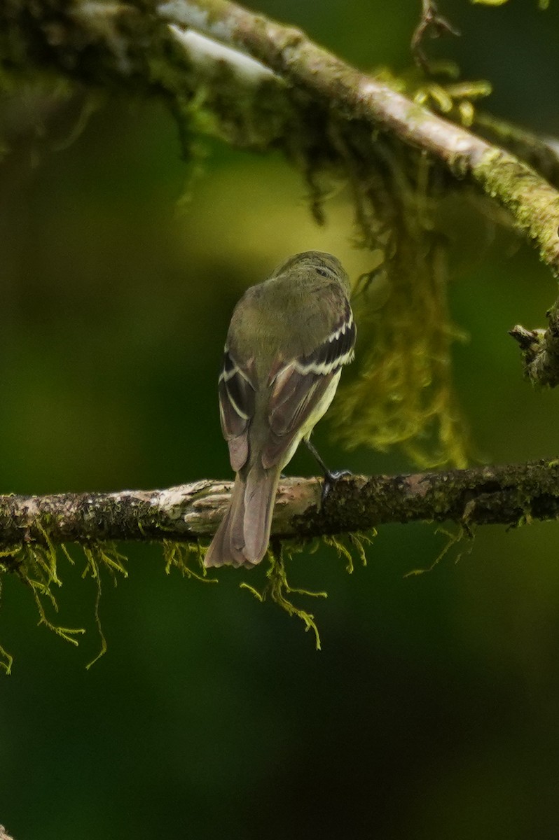Yellow-bellied Flycatcher - ML647354028