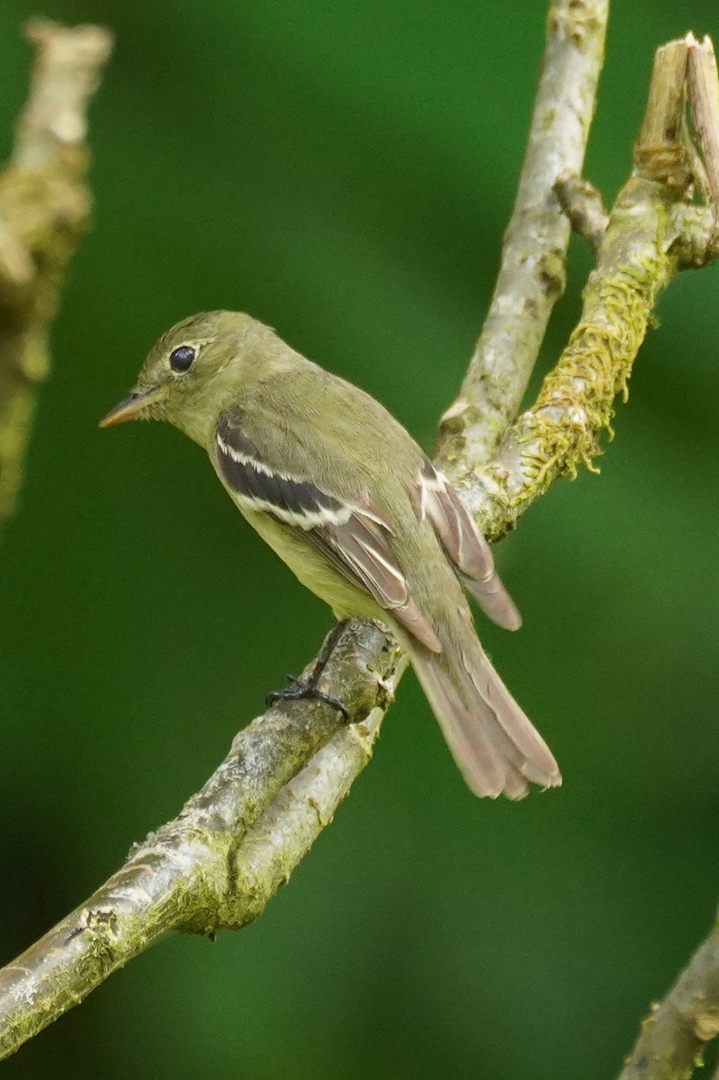 Yellow-bellied Flycatcher - ML647354029