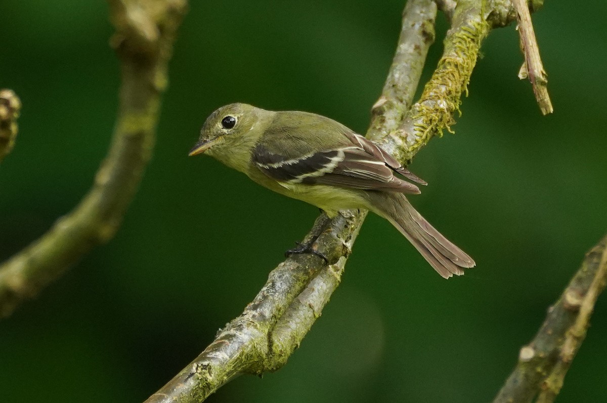 Yellow-bellied Flycatcher - ML647354030