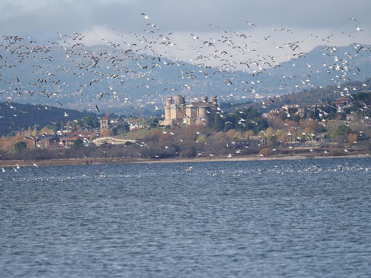 Lesser Black-backed Gull - ML647354031