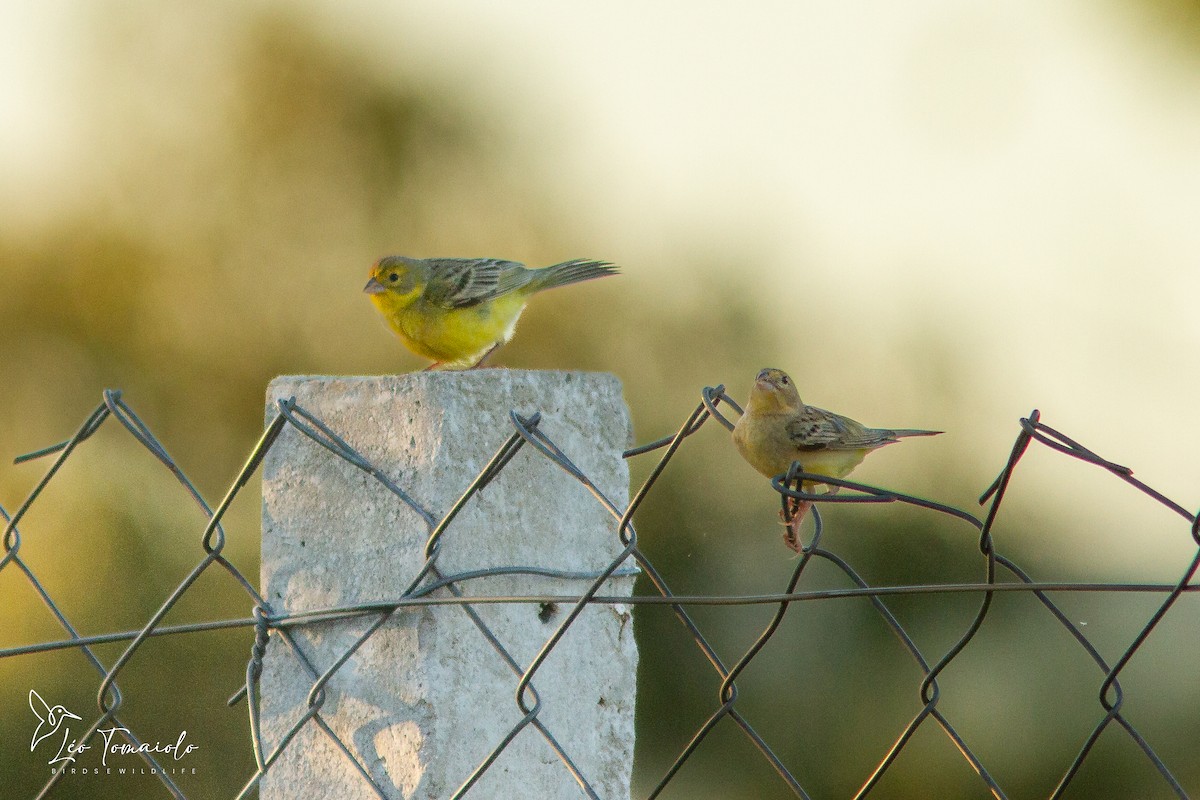 Короткоклювый зерноед - ML647354059