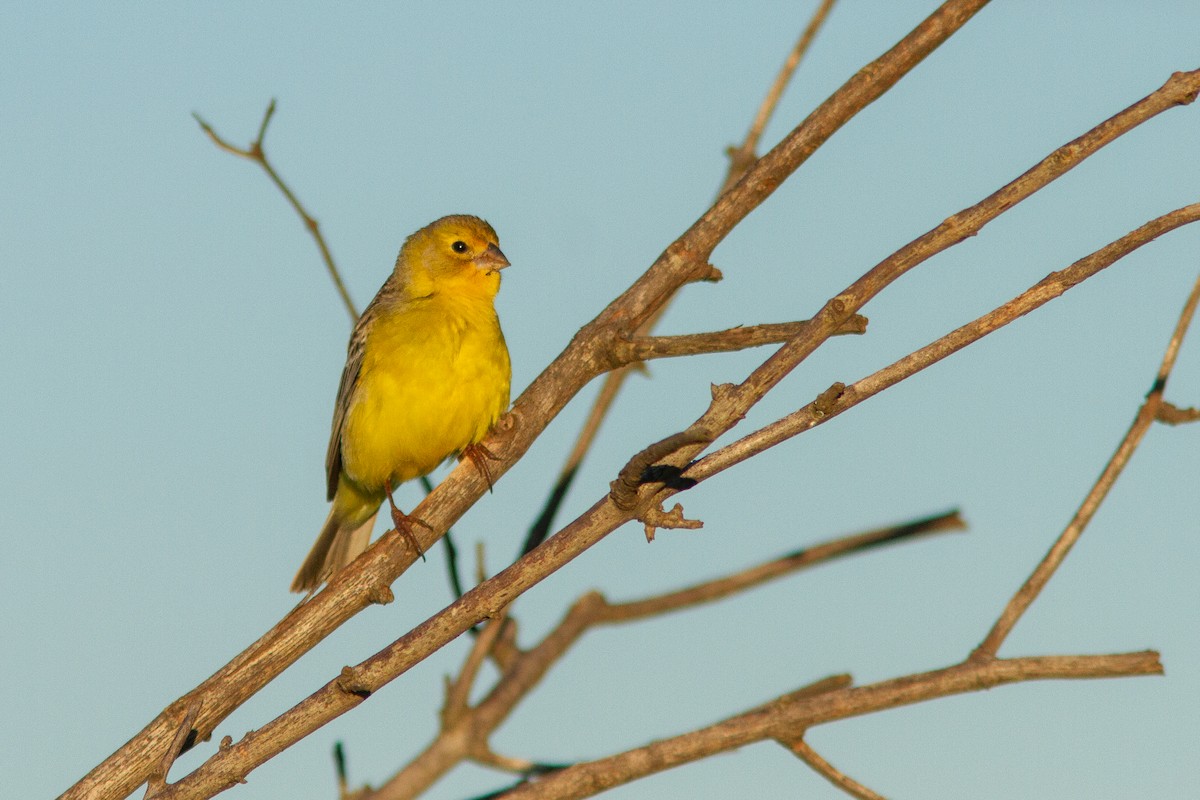 Короткоклювый зерноед - ML647354061