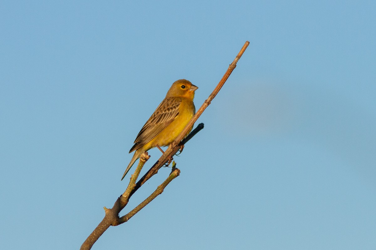 Короткоклювый зерноед - ML647354062