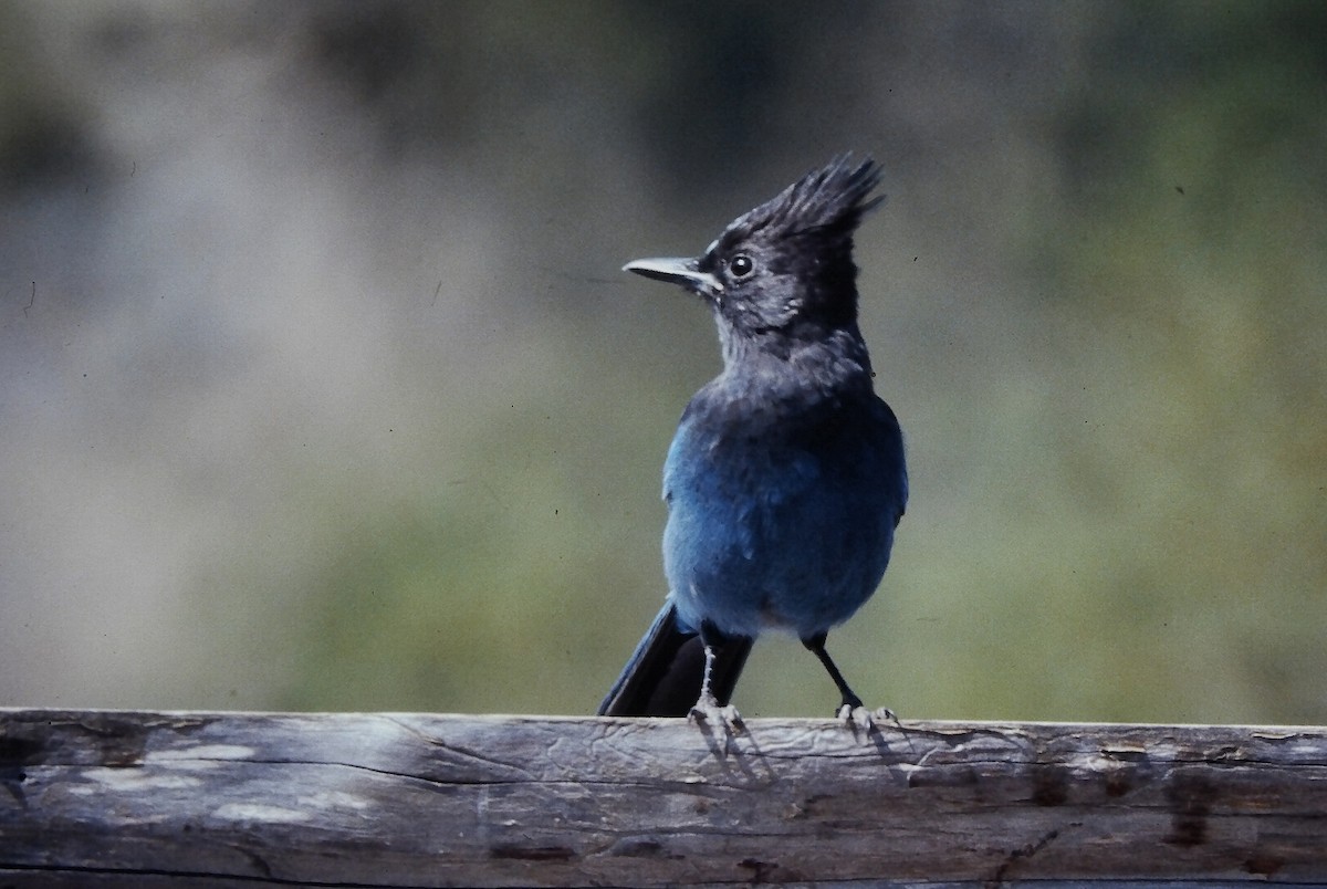 Steller's Jay (Coastal) - ML647354067