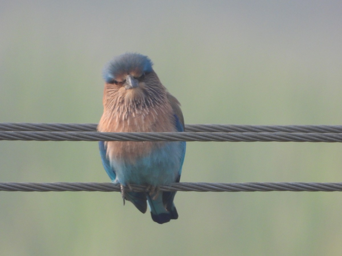 Indian Roller - ML647354070