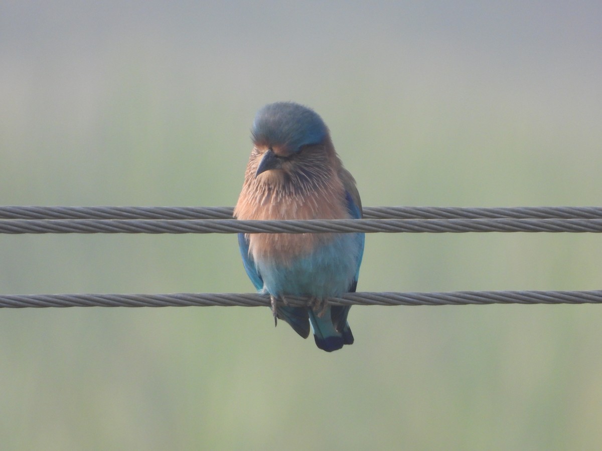 Indian Roller - ML647354071