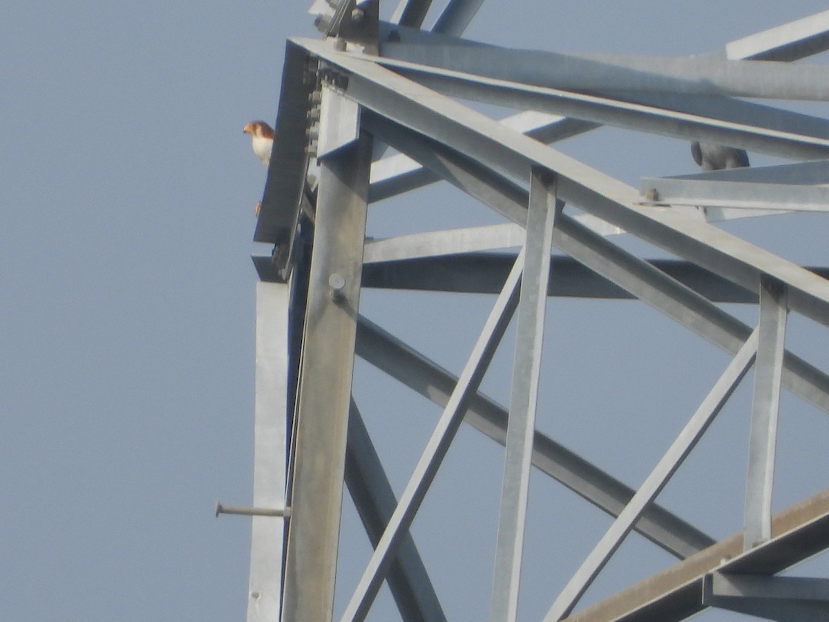 Red-necked Falcon - ML647354103