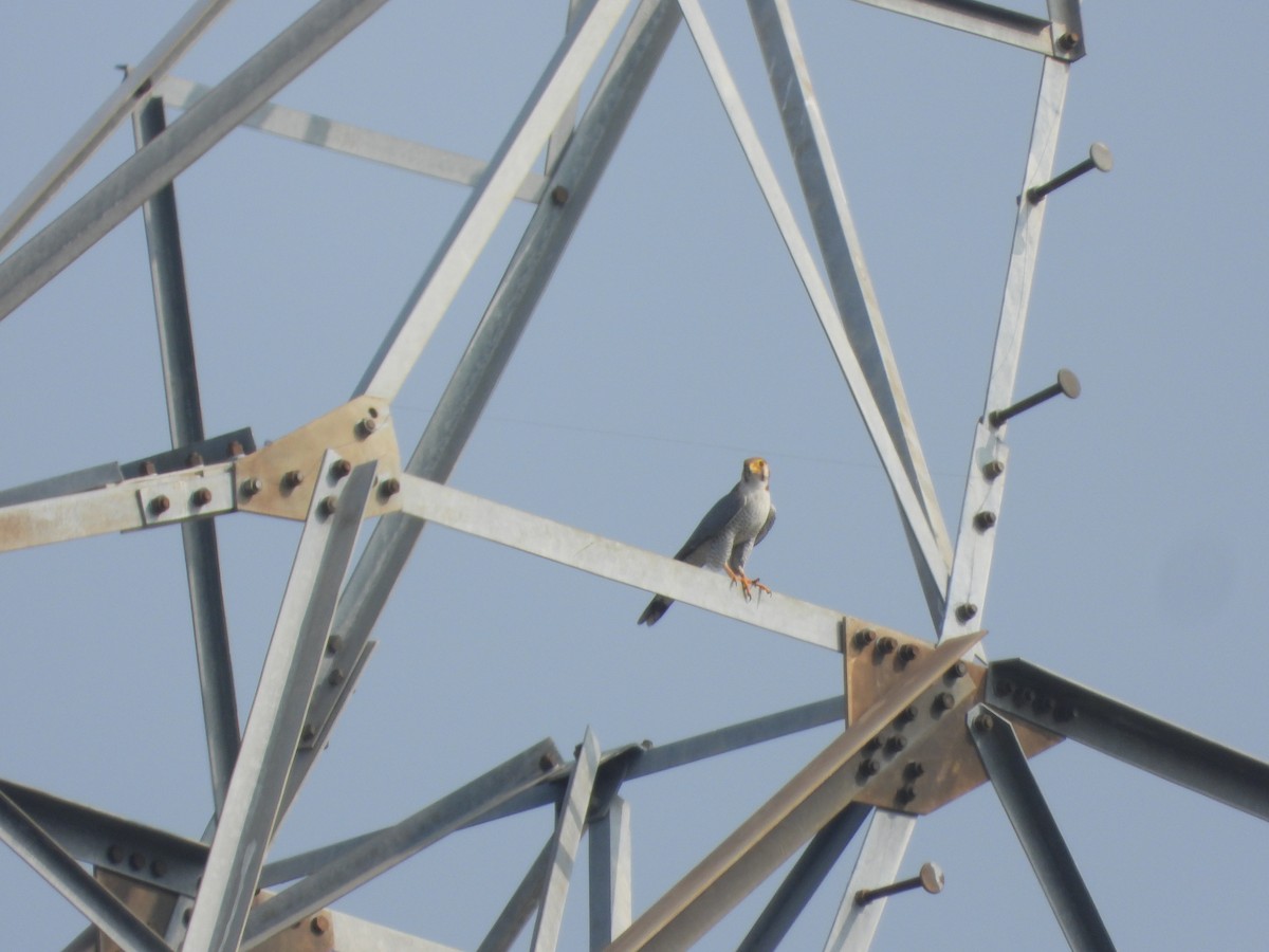 Red-necked Falcon - ML647354104