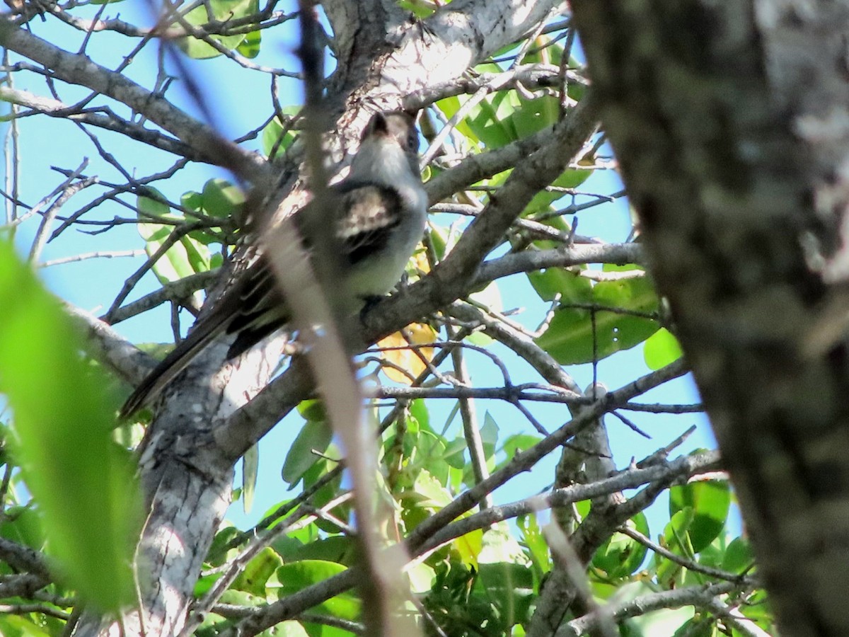 Brown-crested Flycatcher - ML647354109