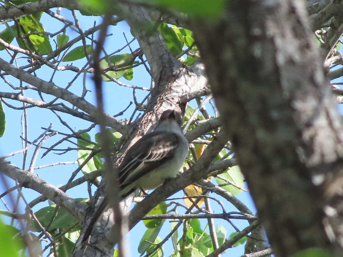 Brown-crested Flycatcher - ML647354110