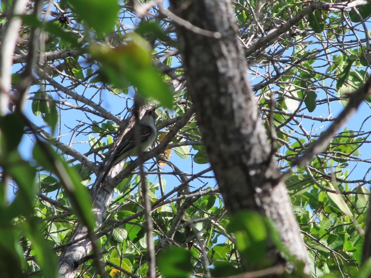 Brown-crested Flycatcher - ML647354111