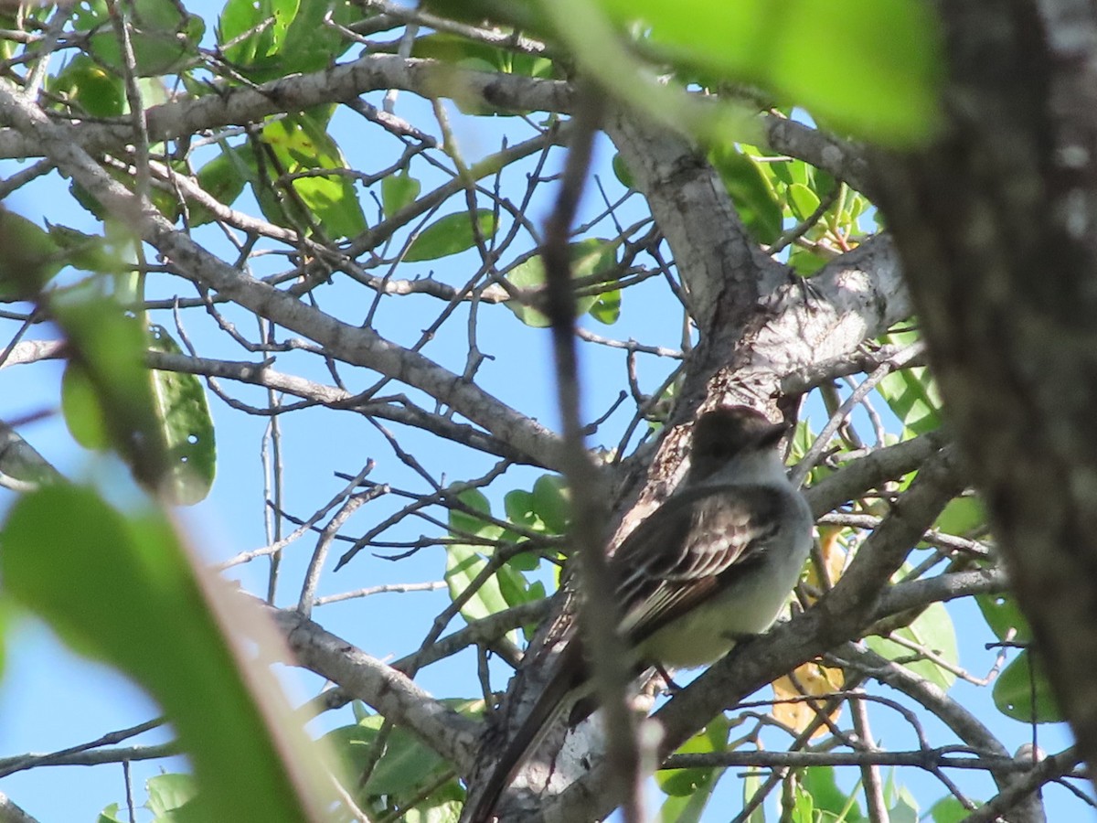 Brown-crested Flycatcher - ML647354112