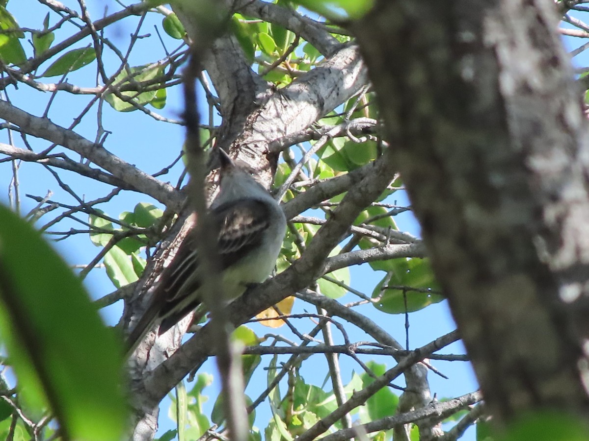 Brown-crested Flycatcher - ML647354113