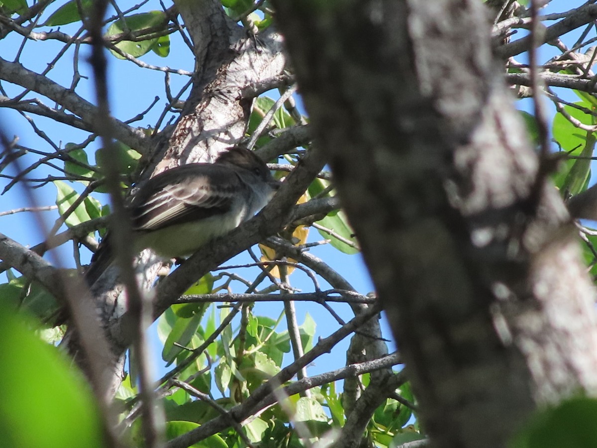 Brown-crested Flycatcher - ML647354114