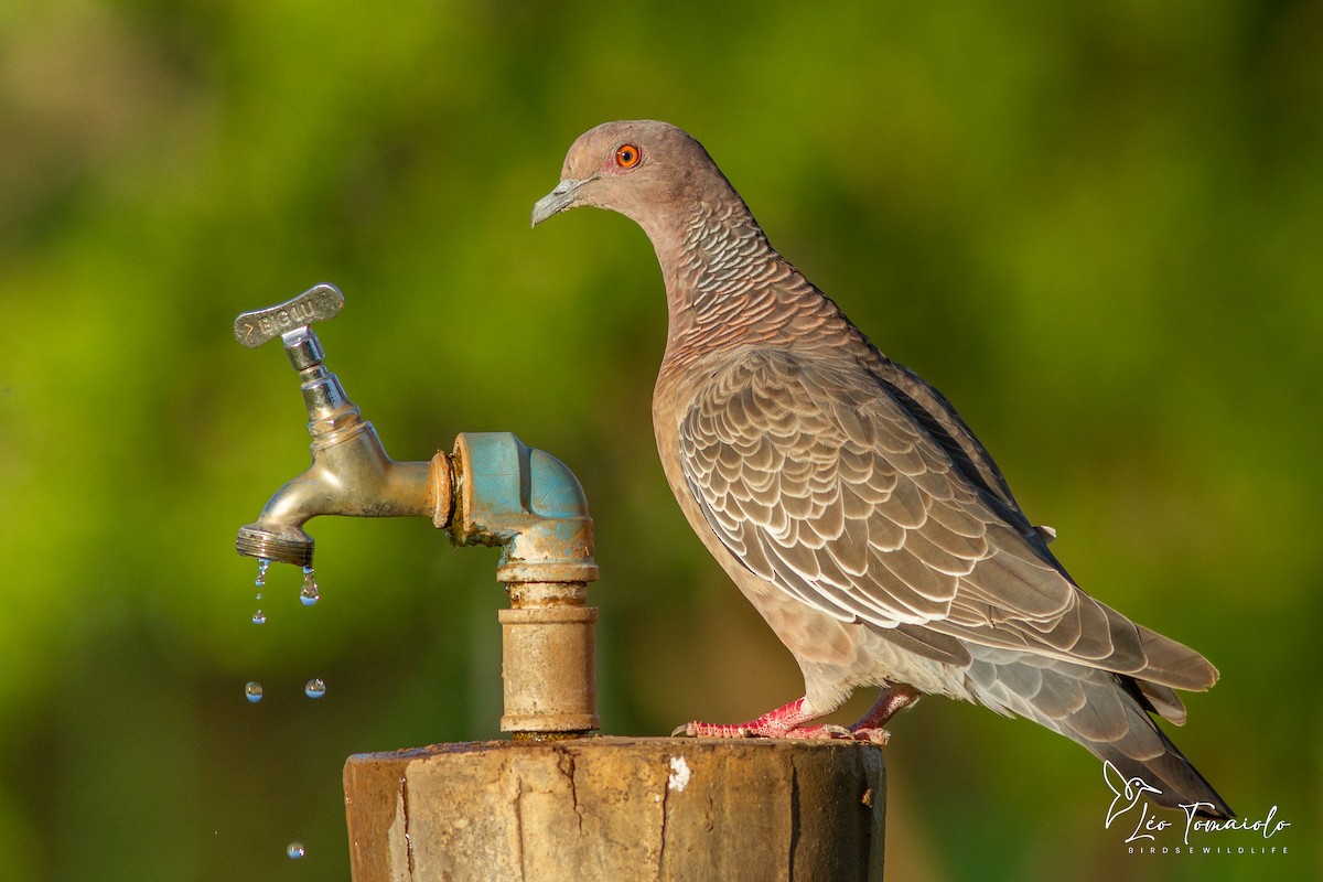 Picazuro Pigeon - ML647354123