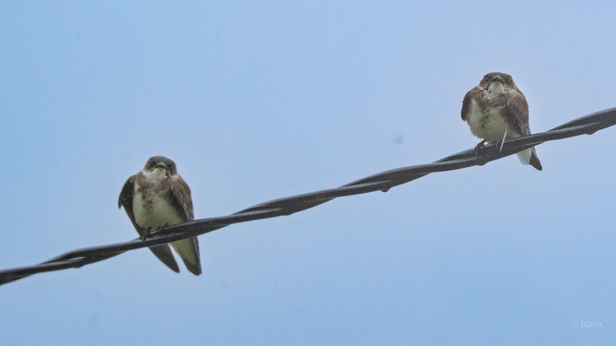 Brown-chested Martin - ML647354154