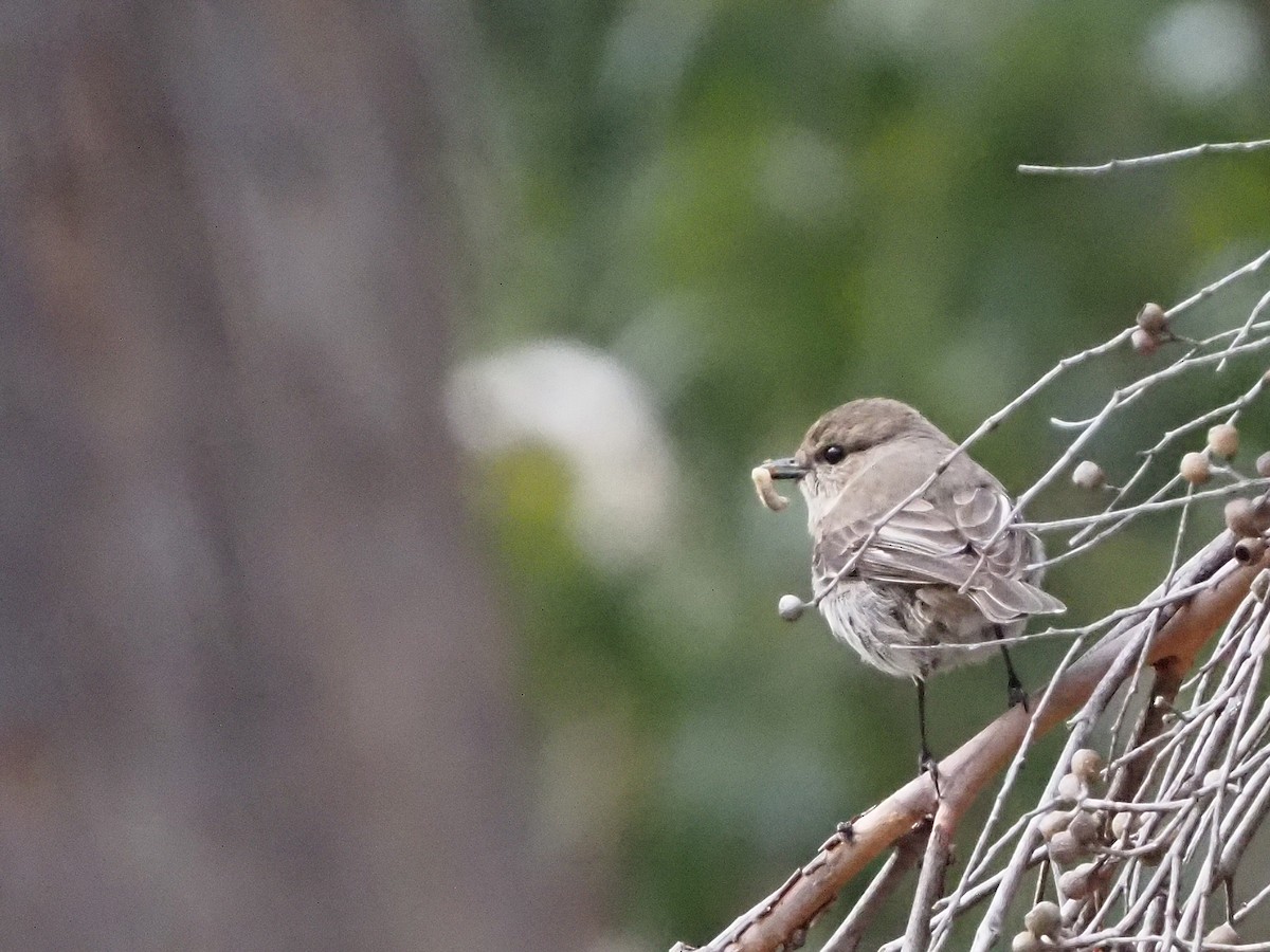 Королець брунатний - ML647354158