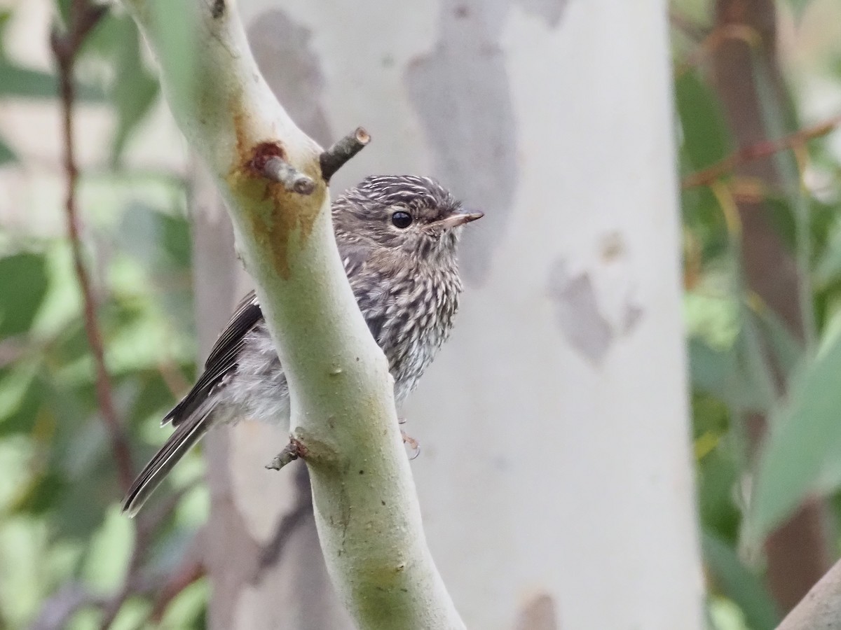 Королець брунатний - ML647354159