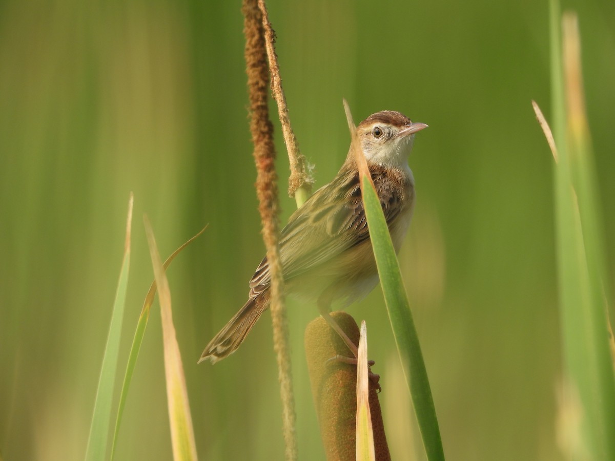 Zitting Cisticola - ML647354167