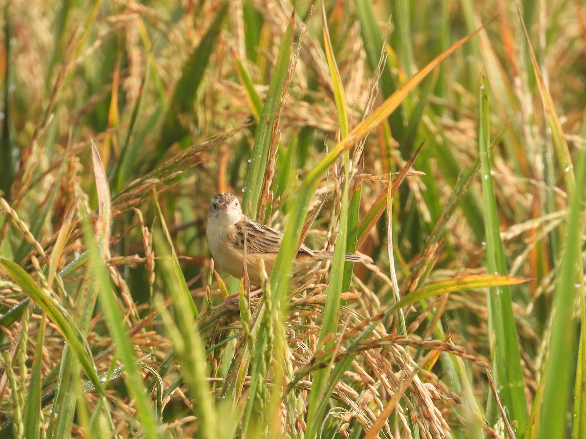 Zitting Cisticola - ML647354168