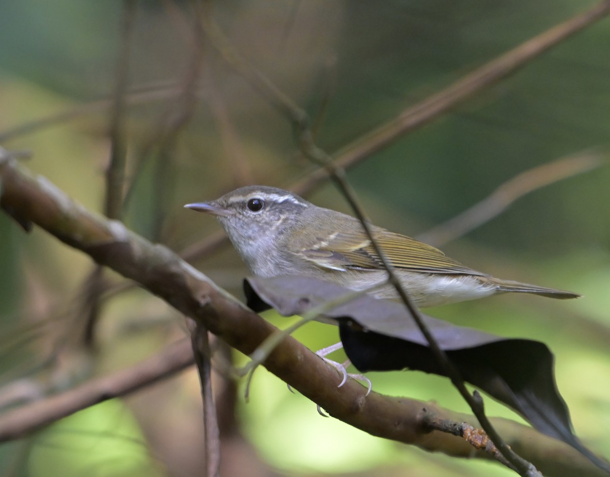 Sakhalin Leaf Warbler - ML647354193