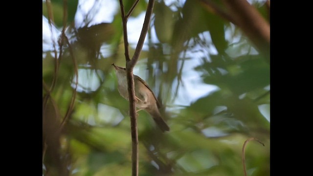 Sakhalin Leaf Warbler - ML647354194