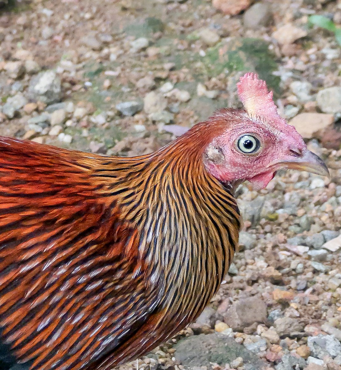 Ceylonhuhn - ML647354206