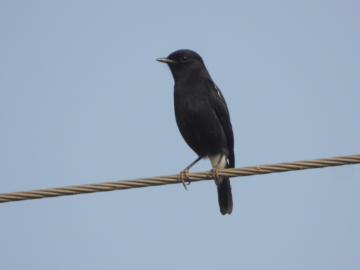 Pied Bushchat - ML647354209