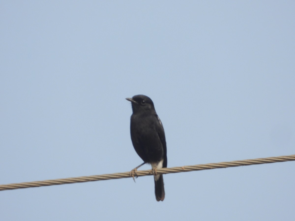 Pied Bushchat - ML647354210