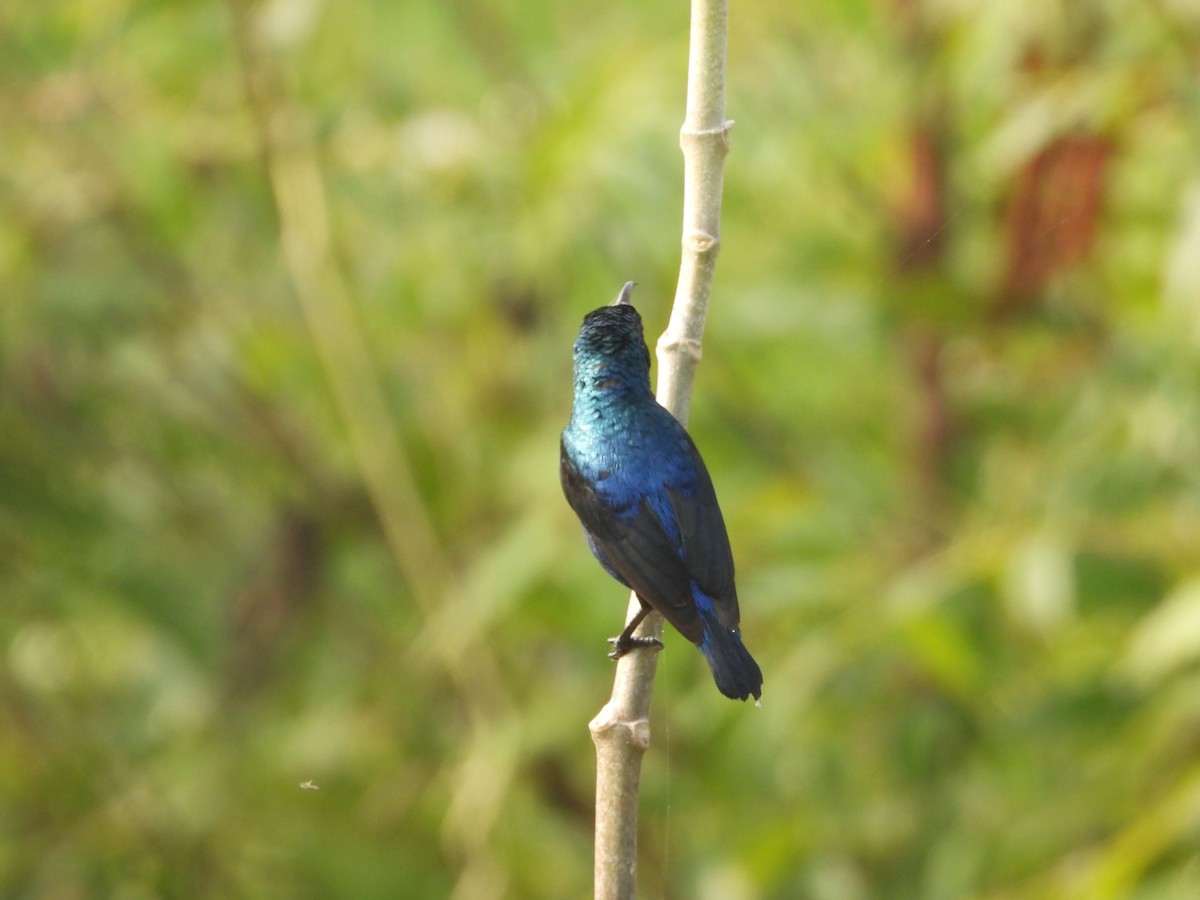 Purple Sunbird - ML647354225