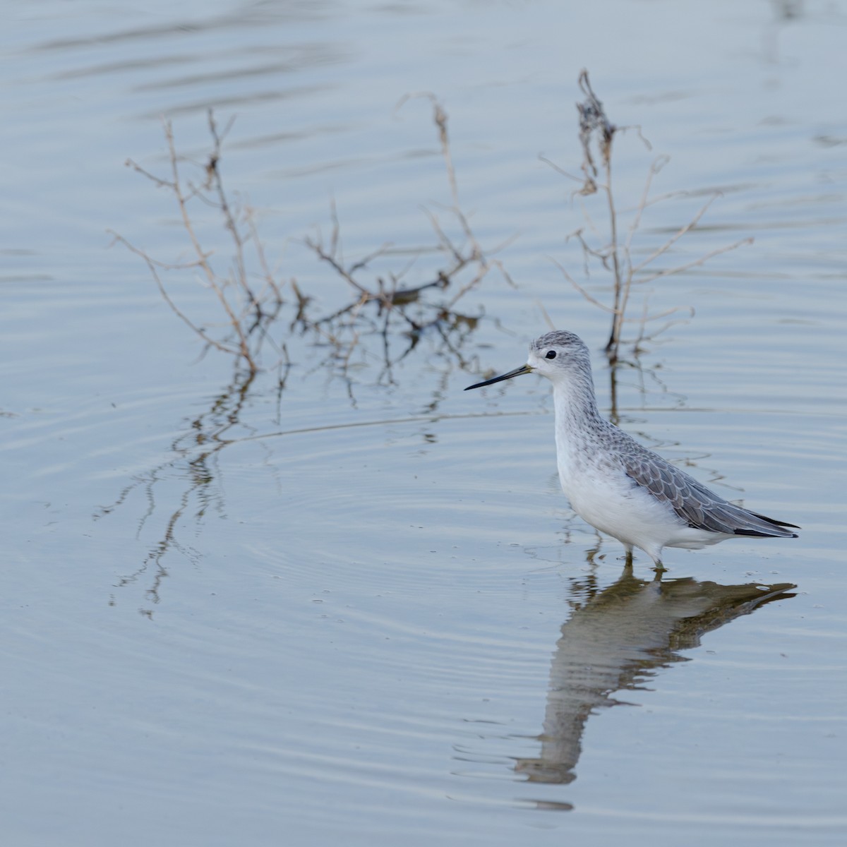 Teichwasserläufer - ML647354236