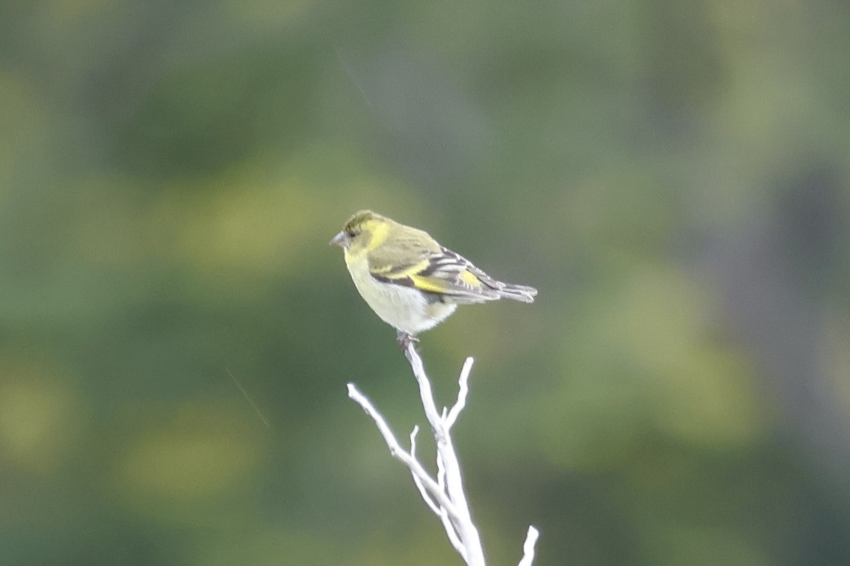 Black-chinned Siskin - ML647354237