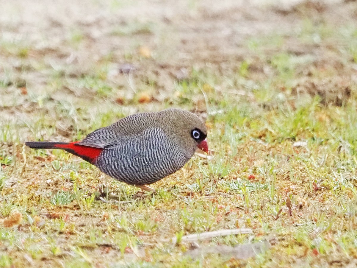 Beautiful Firetail - ML647354239
