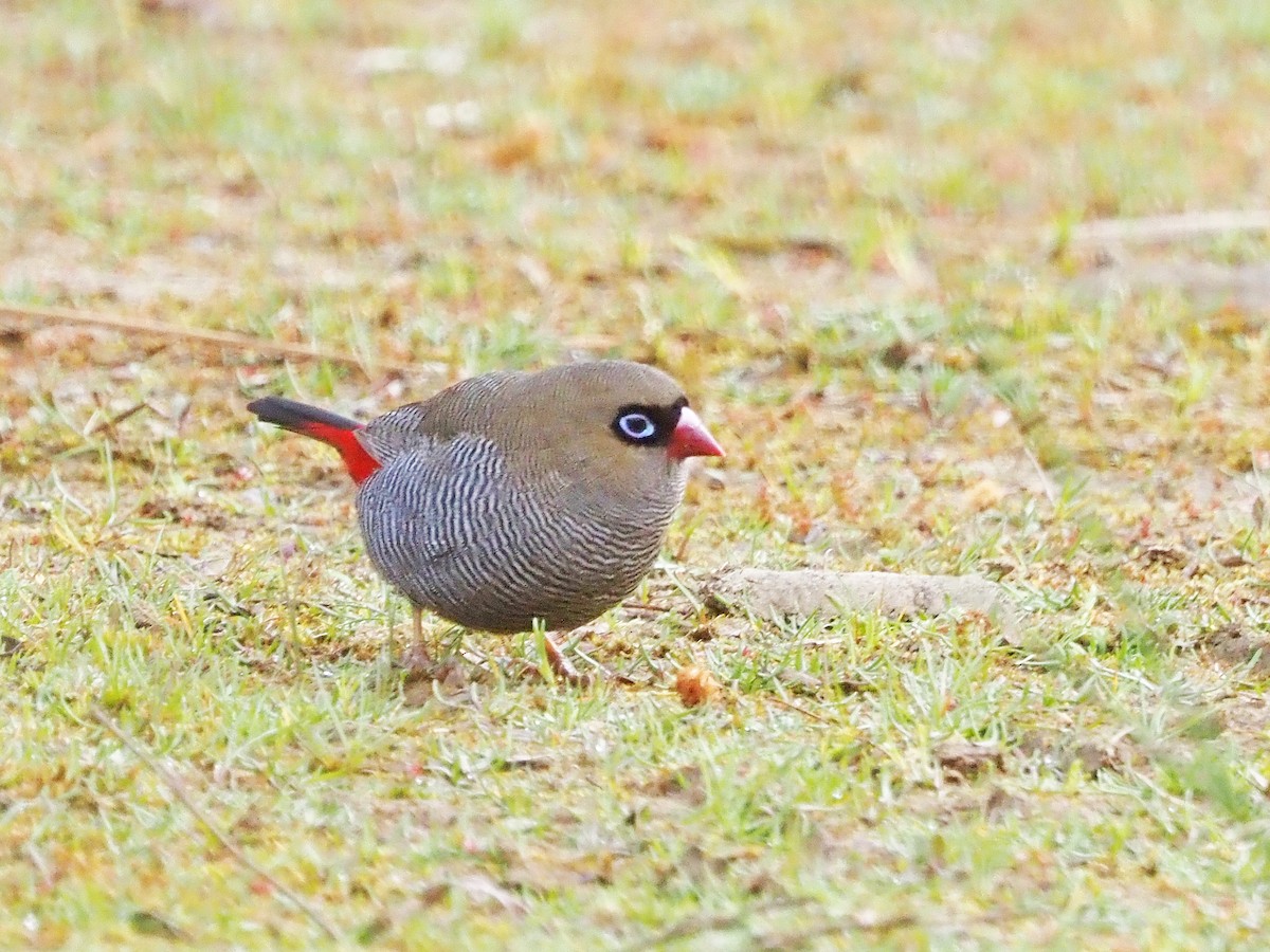 Beautiful Firetail - ML647354240
