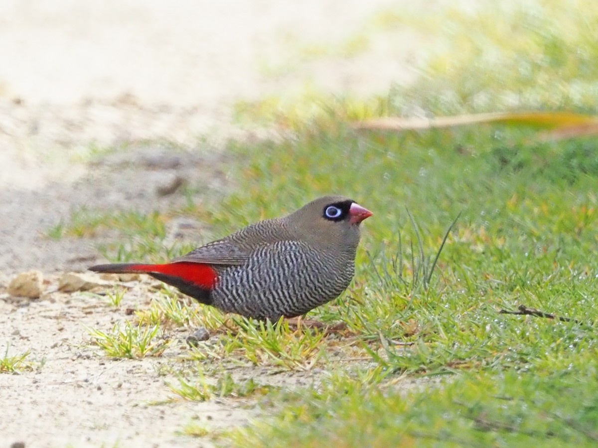 Beautiful Firetail - ML647354241