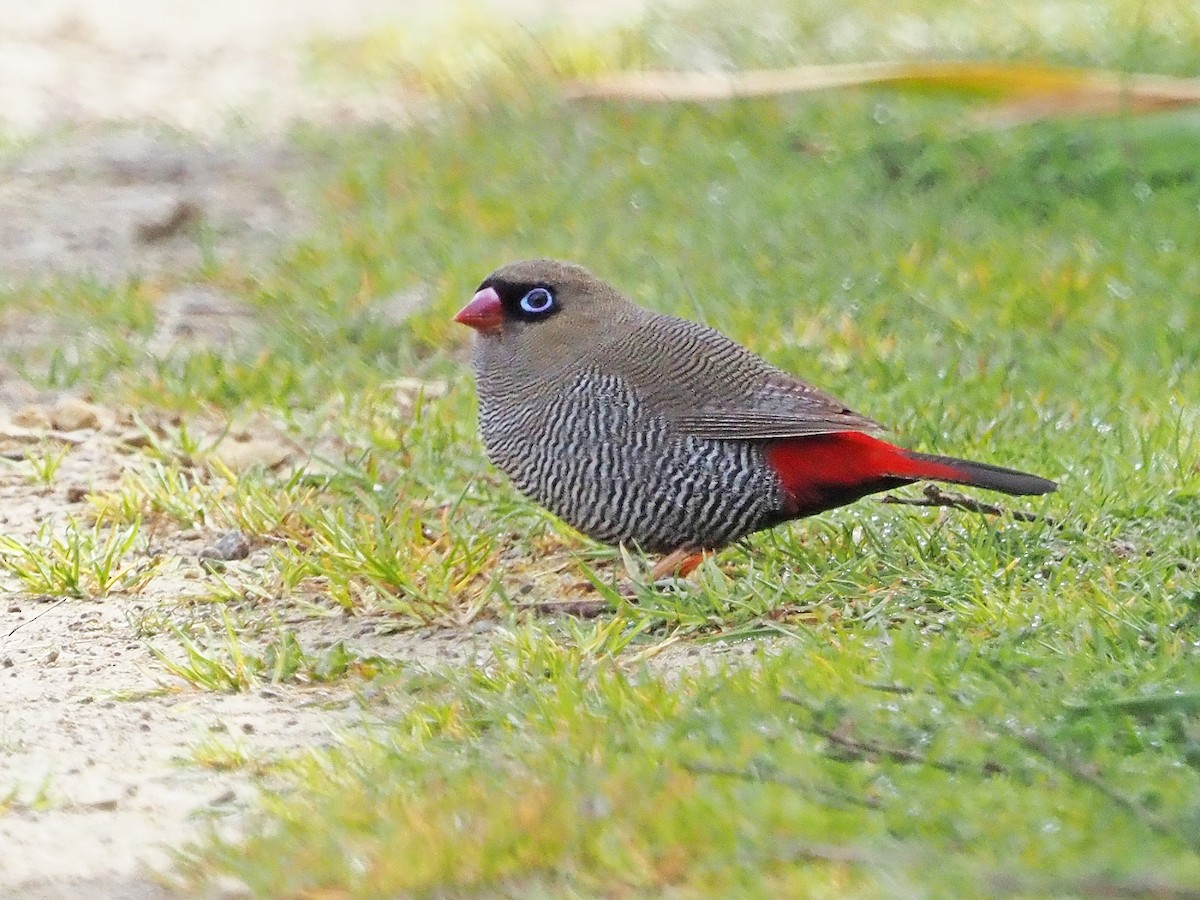 Beautiful Firetail - ML647354242