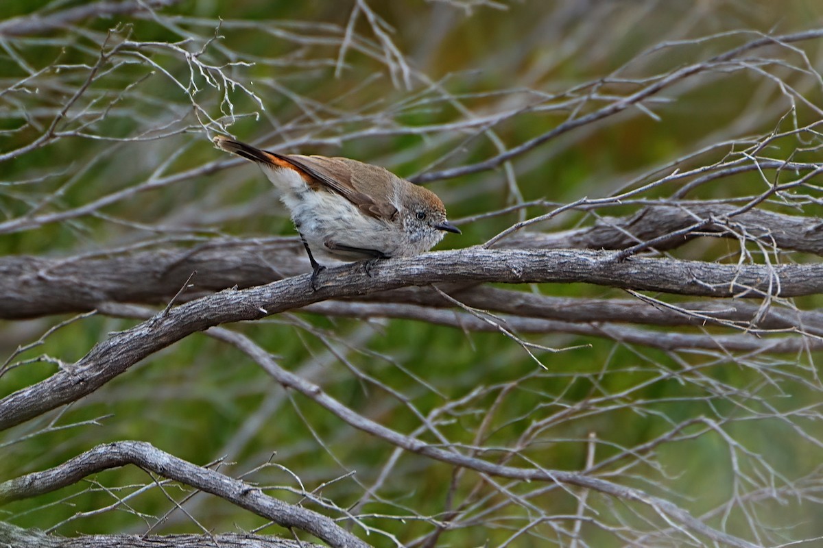 Braunbürzel-Dornschnabel - ML647354244