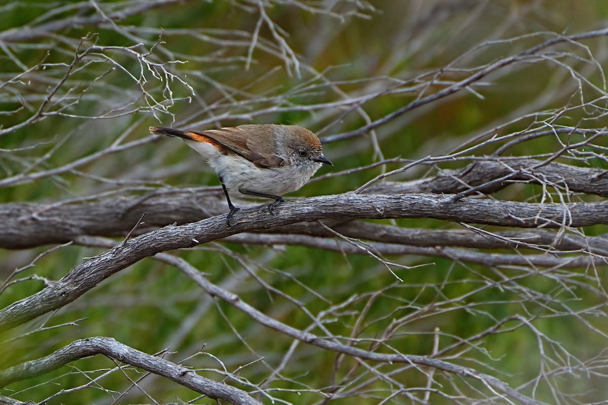 Chestnut-rumped Thornbill - ML647354245