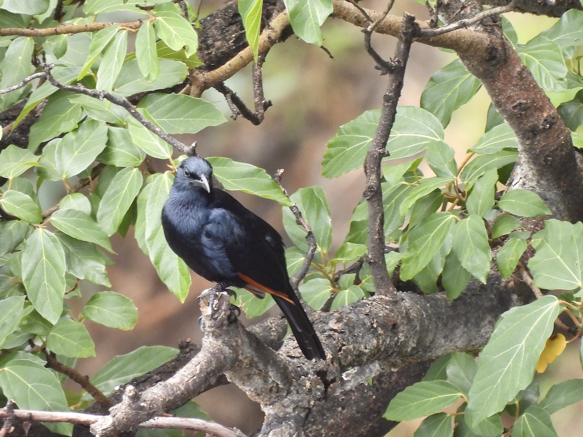 Rotschwingenstar - ML647354246