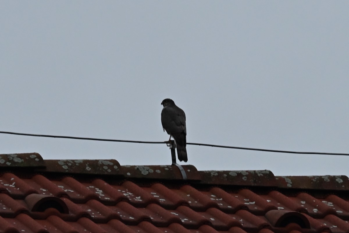 Sperber - ML647354247