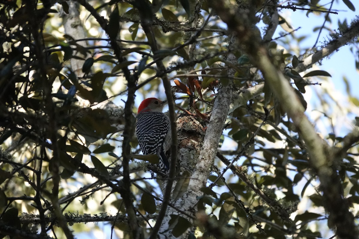 Carolinaspecht - ML647354248