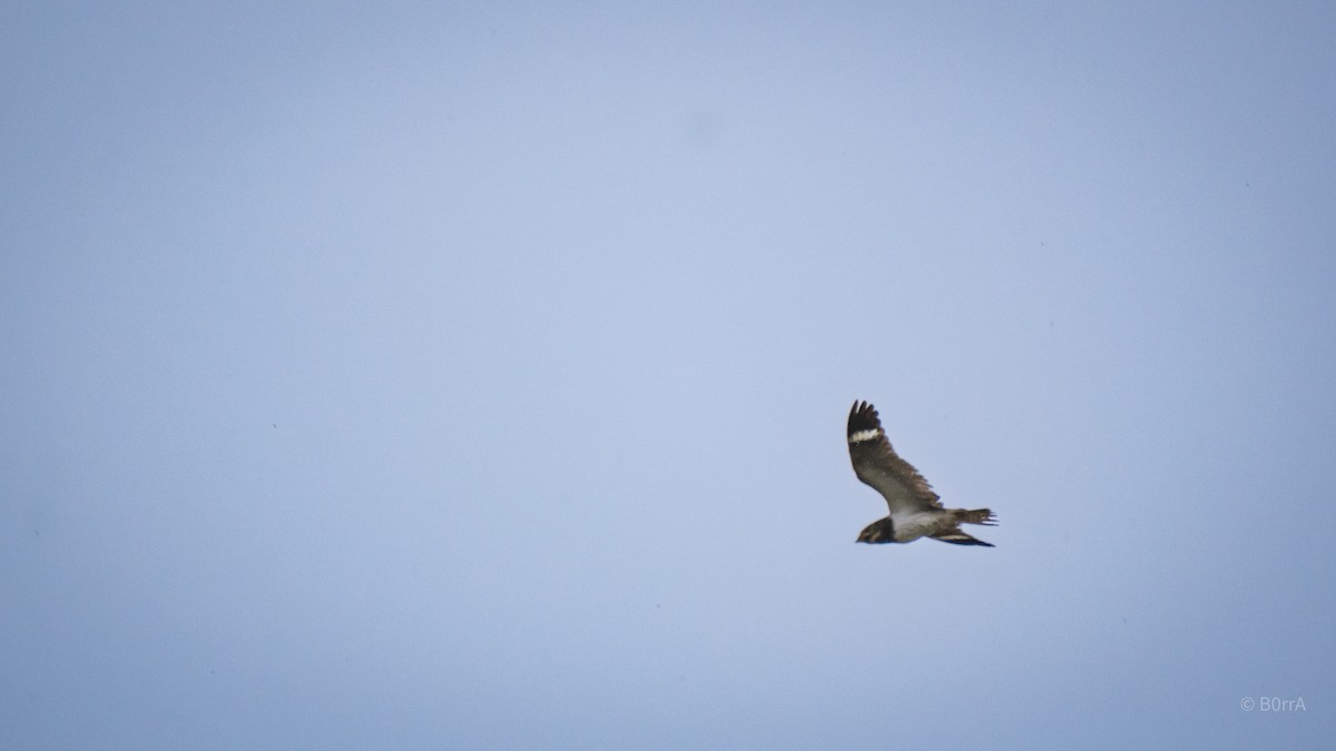 Weißbauch-Nachtschwalbe - ML647354249