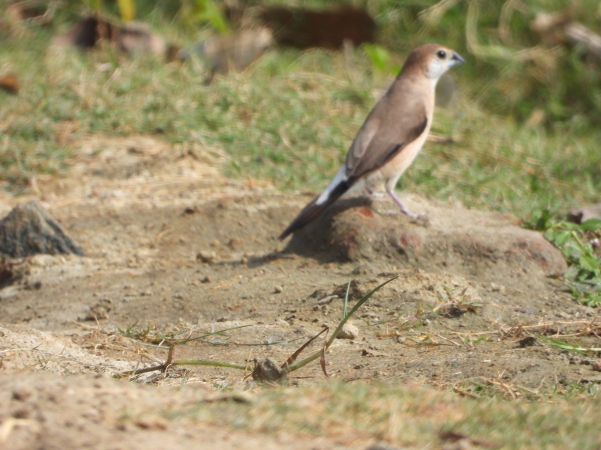 Indian Silverbill - ML647354250